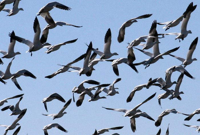 Snow Geese 2